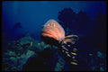 141026 Nassau Grouper A4 Photo Print
