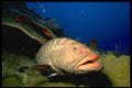 141027 Tiger Grouper A4 Photo Print