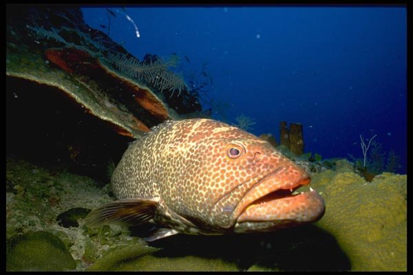 141027 Tiger Grouper A4 Photo Print