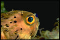 141029 Web Burfish A4 Photo Print