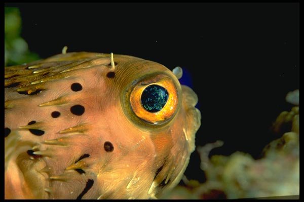 141029 Web Burfish A4 Photo Print
