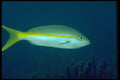 141030 Yellowtail Snapper A4 Photo Print