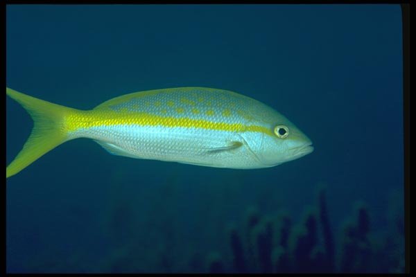 141030 Yellowtail Snapper A4 Photo Print