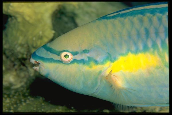 141031 Princess Parrotfish A4 Photo Print