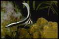 141032 Juvenile Spotted Drum A4 Photo Print