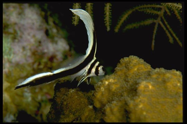 141032 Juvenile Spotted Drum A4 Photo Print
