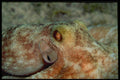 141033 Octopus A4 Photo Print