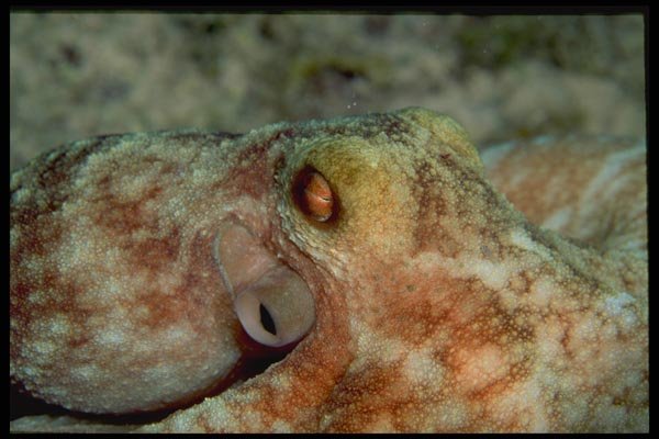 141033 Octopus A4 Photo Print