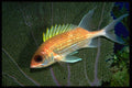 141034 Squirrelfish A4 Photo Print