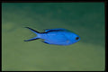 141036 Blue Chromis A4 Photo Print
