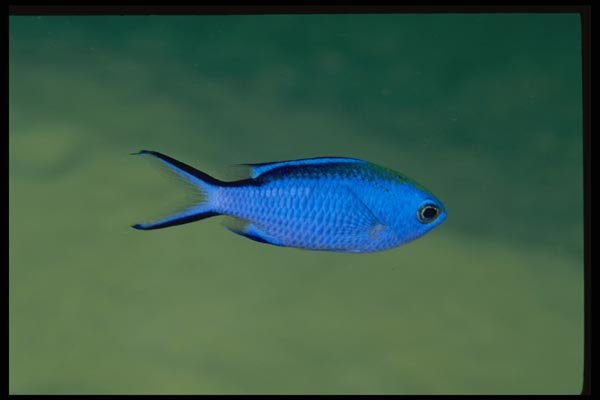 141036 Blue Chromis A4 Photo Print