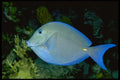 141037 Blue Tang A4 Photo Print