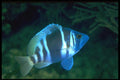141039 Indigo Hamlet A4 Photo Print