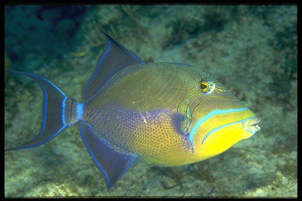 141040 Queen Triggerfish A4 Photo Print