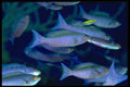 141041 Creole Wrasse A4 Photo Print