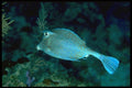 141042 Scrawled Cowfish A4 Photo Print