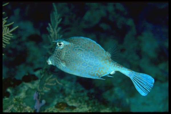 141042 Scrawled Cowfish A4 Photo Print