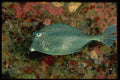 141044 Honeycomb Cowfish A4 Photo Print