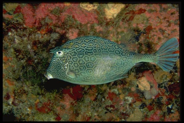 141044 Honeycomb Cowfish A4 Photo Print