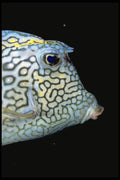 141045 Scrawled Cowfish A4 Photo Print