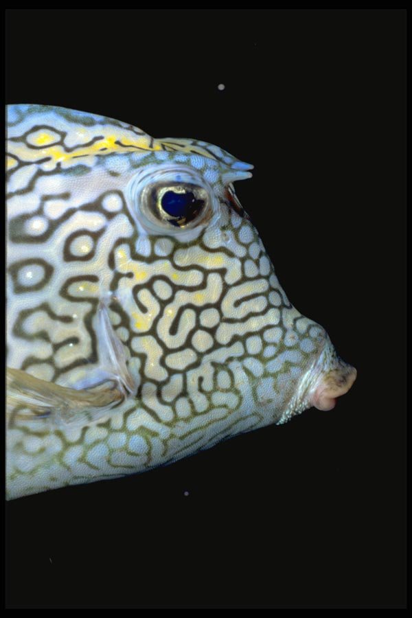 141045 Scrawled Cowfish A4 Photo Print