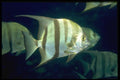 141046 Atlantic Spadefish A4 Photo Print