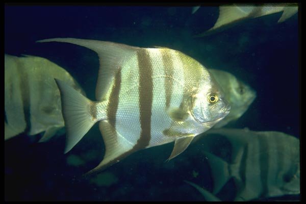 141046 Atlantic Spadefish A4 Photo Print