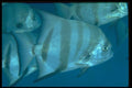 141047 Atlantic Spadefish A4 Photo Print