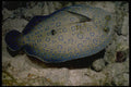 141048 Peacock Flounder A4 Photo Print