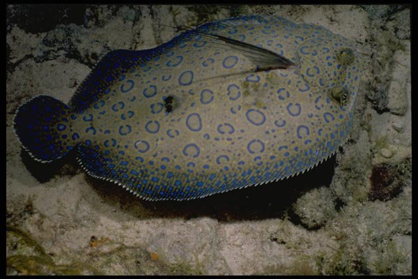 141048 Peacock Flounder A4 Photo Print