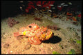 141049 Stonefish A4 Photo Print