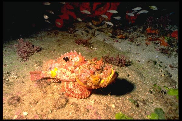 141049 Stonefish A4 Photo Print