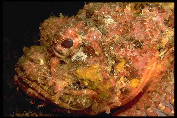 141050 Stonefish (face) A4 Photo Print
