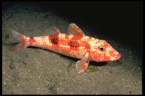 141051 Goatfish A4 Photo Print