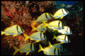 141054 School Of Porkfish A4 Photo Print