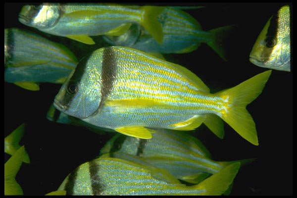 141055 Porkfish In A School A4 Photo Print