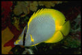 141056 Spotfin Butterfly Fish A4 Photo Print