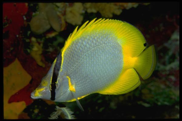 141056 Spotfin Butterfly Fish A4 Photo Print