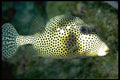 141057 Spotted Trunkfish A4 Photo Print