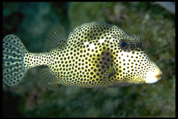 141057 Spotted Trunkfish A4 Photo Print