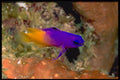 141058 Fairy Basslet A4 Photo Print