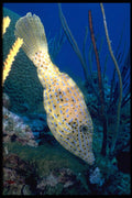 141059 Scrawled Filefish A4 Photo Print