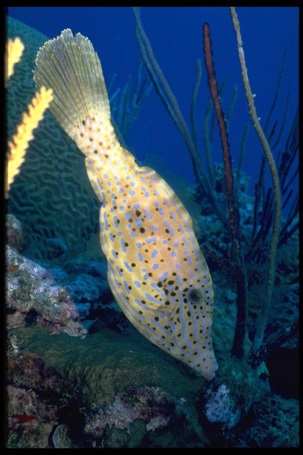 141059 Scrawled Filefish A4 Photo Print