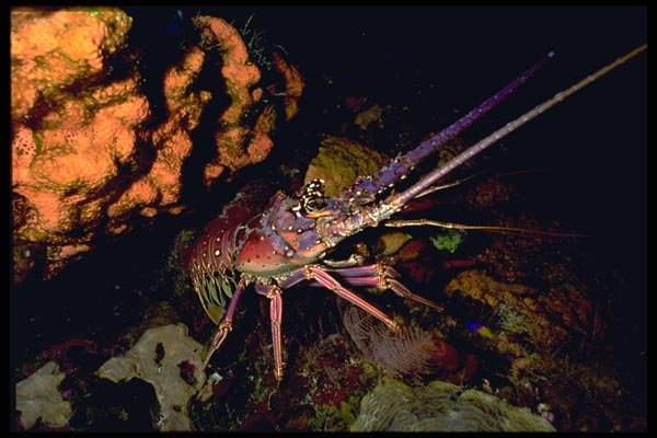 141061 Caribbean Spiny Lobster A4 Photo Print