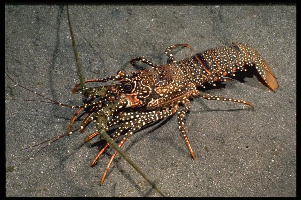141062 Spanish Lobster A4 Photo Print