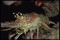 141063 Caribbean Spiny Lobster A4 Photo Print