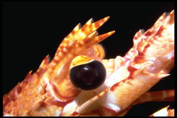 141064 Peppermint Lobster A4 Photo Print