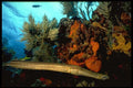 141065 Trumpetfish A4 Photo Print