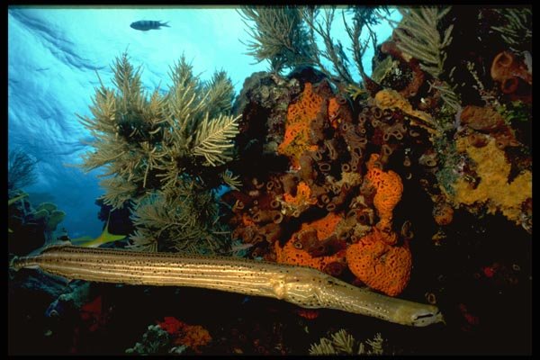 141065 Trumpetfish A4 Photo Print