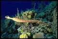 141066 Trumpetfish A4 Photo Print